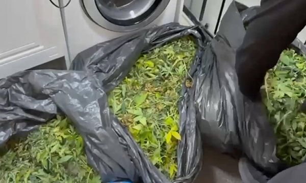 Villada kenevir serası!